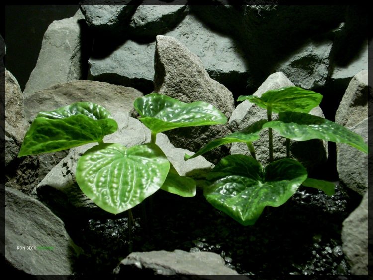 Artificial Peperomia Plants - Artificial Silk Reptile Habitat Plants - PLOT srp348 2