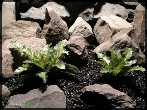 Artificial Silk Bracken Ferns - Artificial Reptile Habitat Plants - srp350 2
