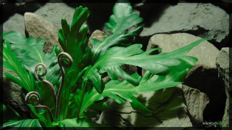 Artificial Phoenix Tail Fern - Silk Reptile Habitat Decor Plant - SRP358 2