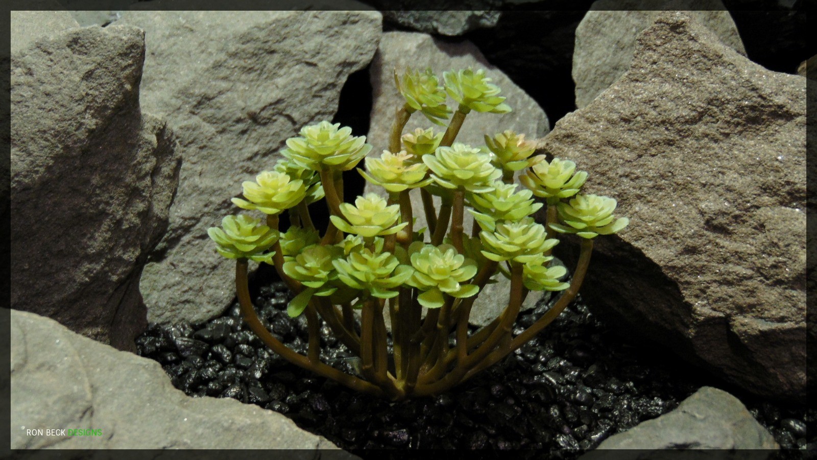 Artificial Sedum John Creech - Artificial Reptile Habitat Plant Succulent - psc364 2