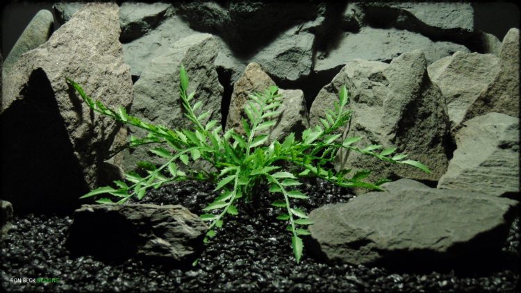Artificial Sensitive Fern - Artificial Reptile Habitat Plant prp362