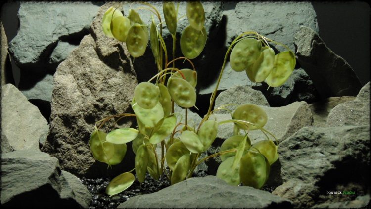Artificial Chinese Money Plant Green - Reptile Habitat Plant - prp367 2