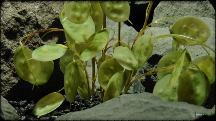 Artificial Chinese Money Plant Green - Reptile Habitat Plant - prp367 3
