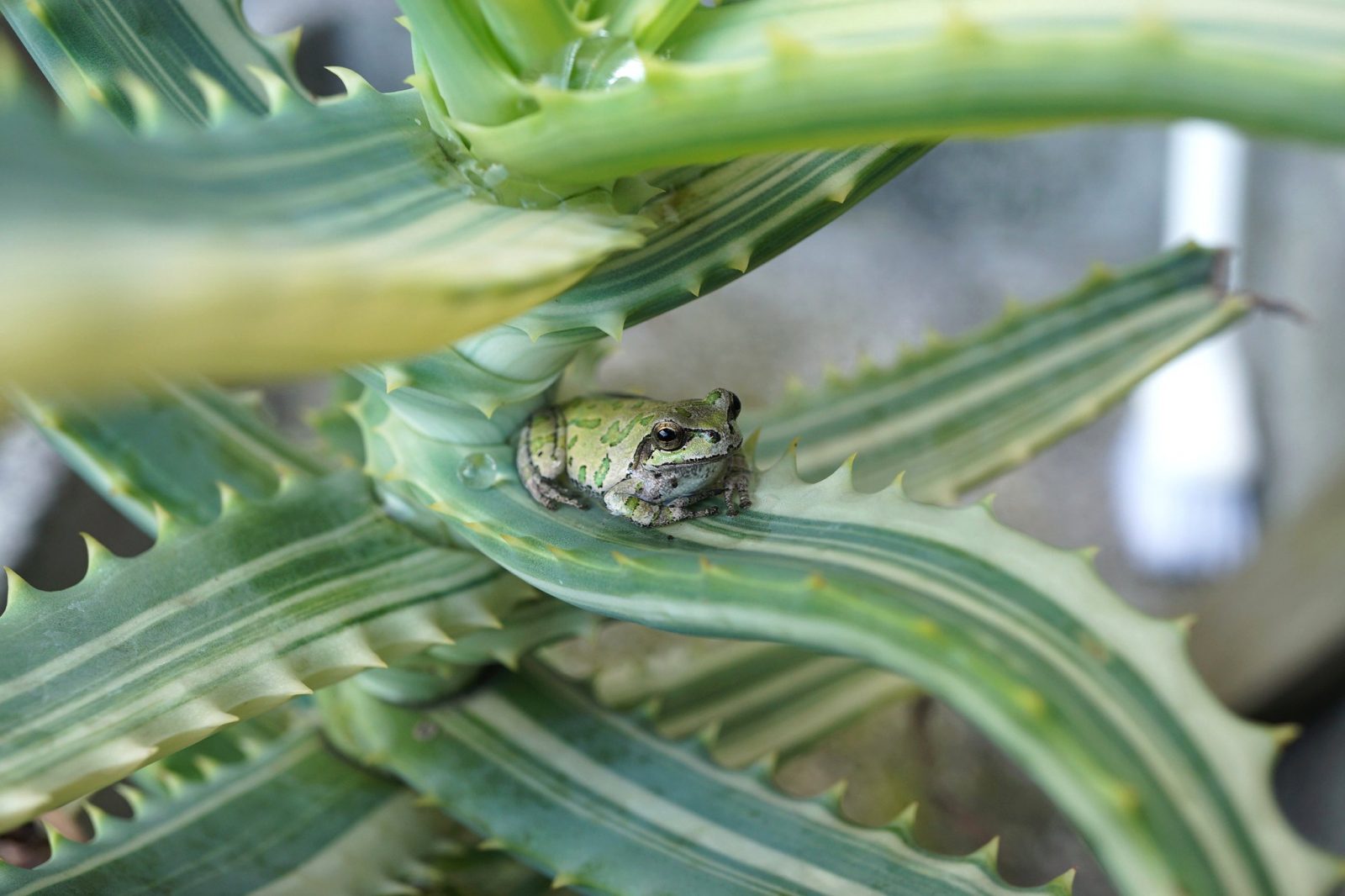 PDXC19672 -- Japanese Frog - piddix, image size:1600x1066