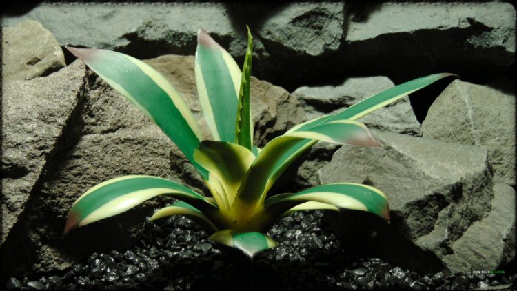 Artificial Agave Snow Glow Succulent - Reptile Desert Habitat Decor - PRP376 3