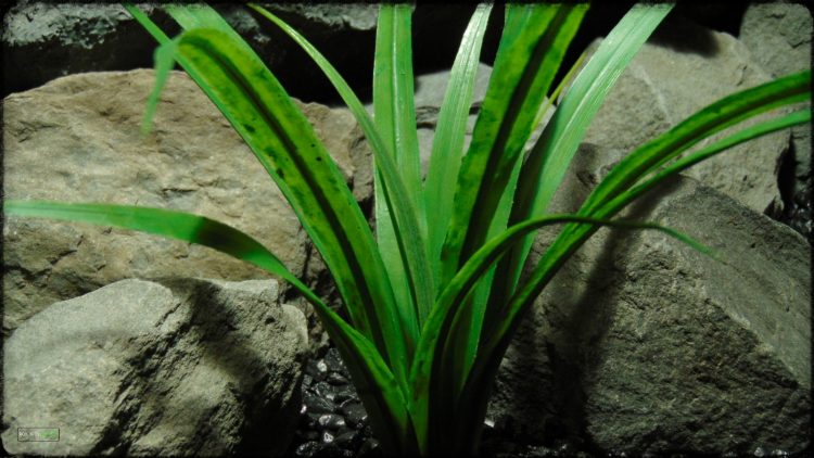 Artificial Dracaena - Artificial Reptile Terrarium Plant - prp379 3