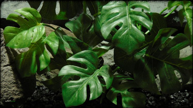 Artificial Monstera Plant - Artificial Silk Reptile Terrarium Plant - SRP378 3