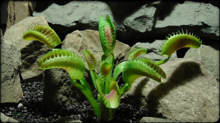 Artificial Venus Flytrap - Artificial Reptile Decor Plant - prp374 2