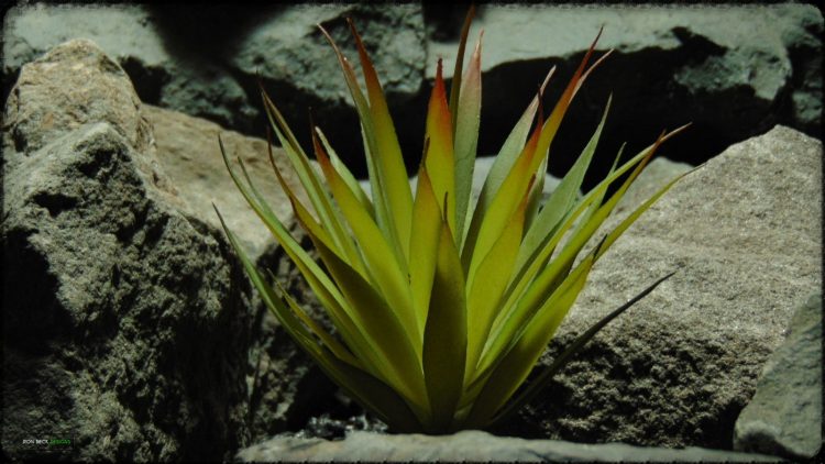 Artificial Foxtail Agave - Artificial Reptile Desert Decor Succulent - prp380 3