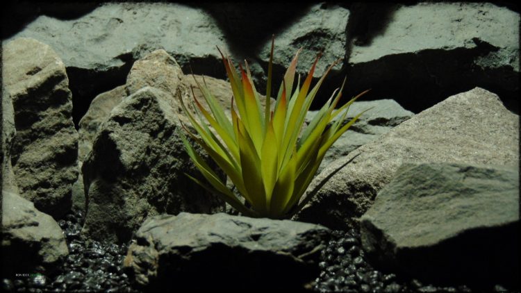 Artificial Foxtail Agave - Artificial Reptile Desert Decor Succulent - prp380
