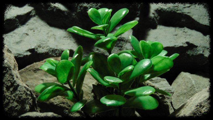 Artificial Jade Plant - Artificial Reptile Habitat Plant - prp382 2