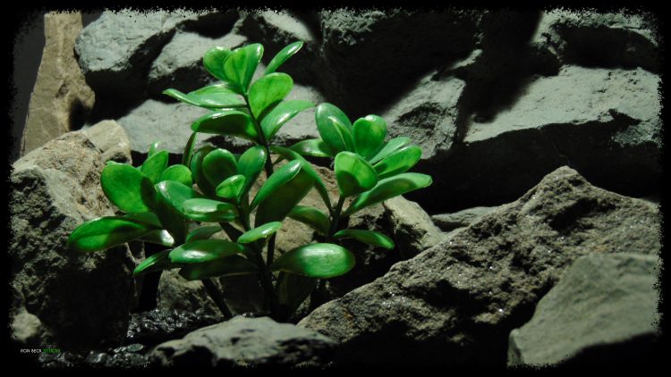 Artificial Jade Plant - Artificial Reptile Habitat Plant - prp382