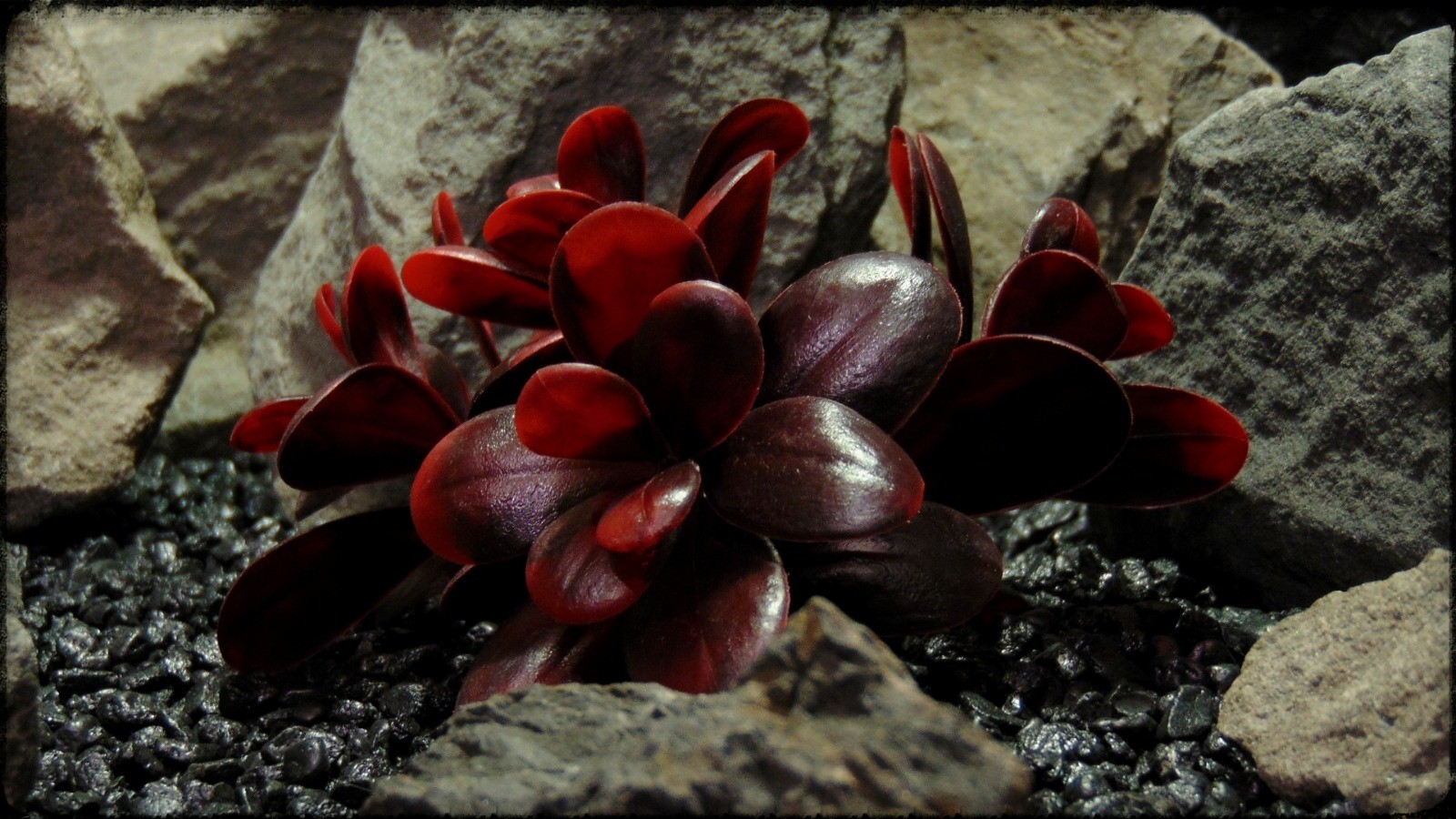 Artificial Crassula (merlot) - Reptile Habitat Plant - PRP385 2