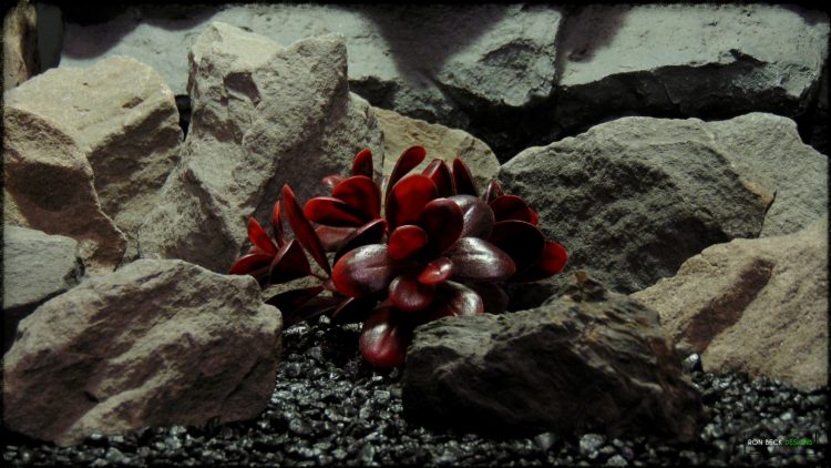Artificial Crassula (merlot) - Reptile Habitat Plant - PRP385