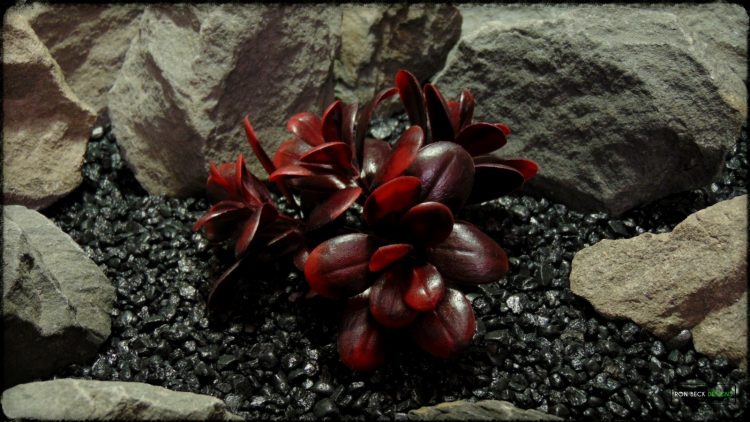 Artificial Crassula (merlot) - Reptile Habitat Plant - PRP385 Top View