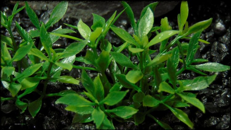 Artificial Dwarf Mini Leaves Plot Plastic Aquarium Plant - parp388 3