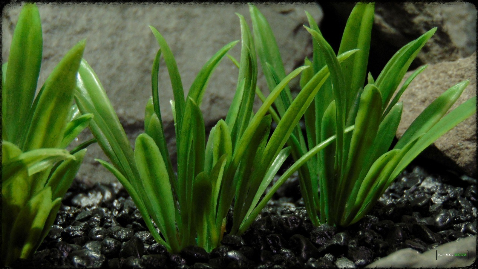 Plastic Aquarium Plants  Turf Grass Plot From Ron Beck Designs.