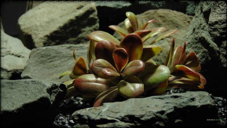 Artificial Crassula (mocha olive) – Reptile Habitat Plant - PRP386 2
