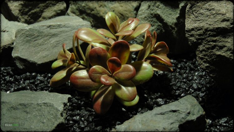 Artificial Crassula (mocha olive) – Reptile Habitat Plant - PRP386 3