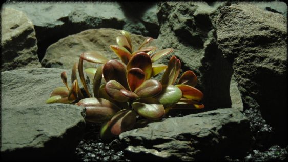 Artificial Crassula (mocha olive) – Reptile Habitat Plant - PRP386