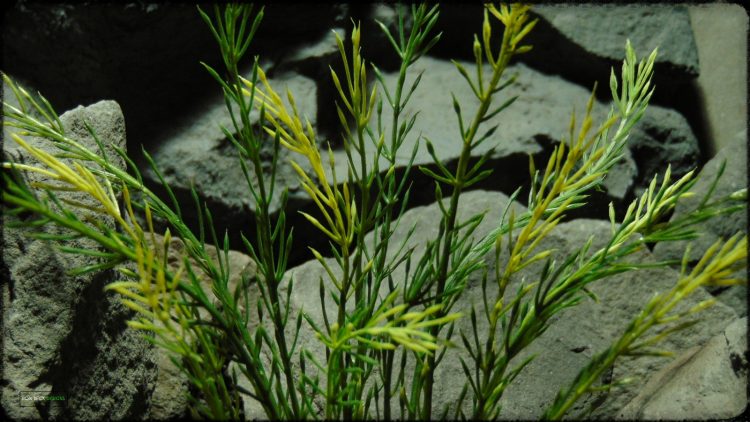 Artificial Wheat Grass - Artificial Aquarium Plant - parp389 3