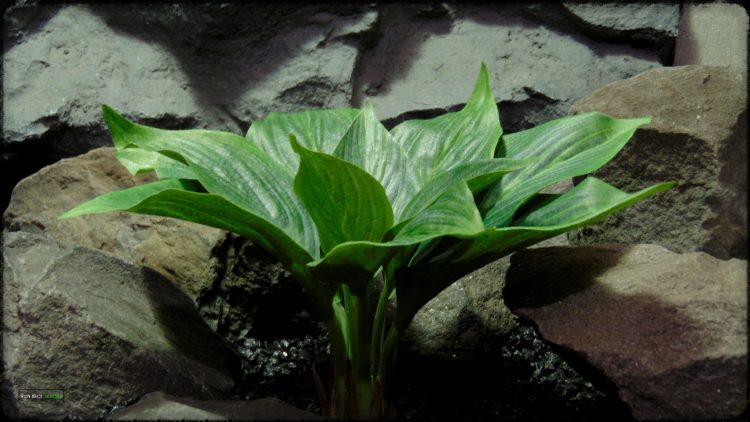 Artificial Silk Hosta Leaves - Silk Reptile Terrarium Plants - SRP392 2