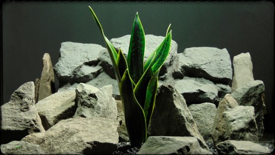 Artificial Sansevieria Mother in Law Tongue - Reptile Habitat Plant prp393