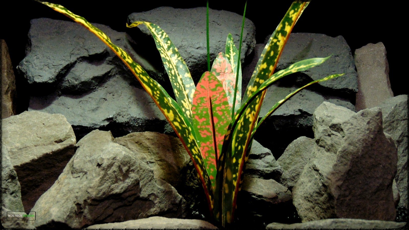Artificial Croton Bush - Silk Reptile Habitat Plant - Ron Beck Designs srp397 2