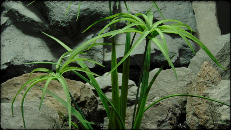 Artificial Plant - Cypress Grass - Reptile Habitat Plant - Ron Beck Designs prp395 3