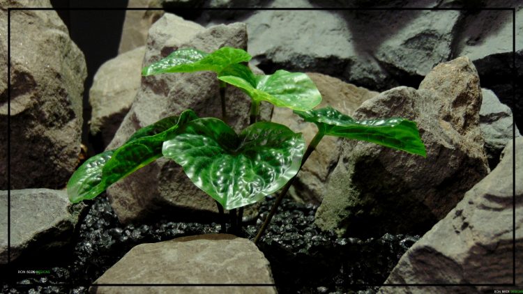 Artificial Peperomia Plant - Silk Reptile Terrarium Plant - SRP403 2
