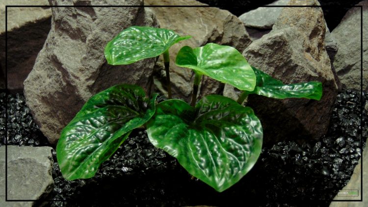 Artificial Peperomia Plant - Silk Reptile Terrarium Plant - SRP403 3