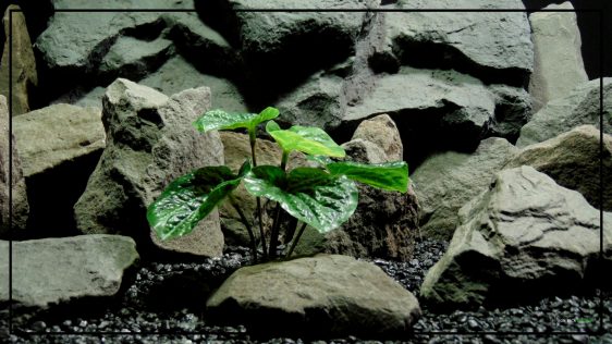 Artificial Peperomia Plant - Silk Reptile Terrarium Plant - SRP403