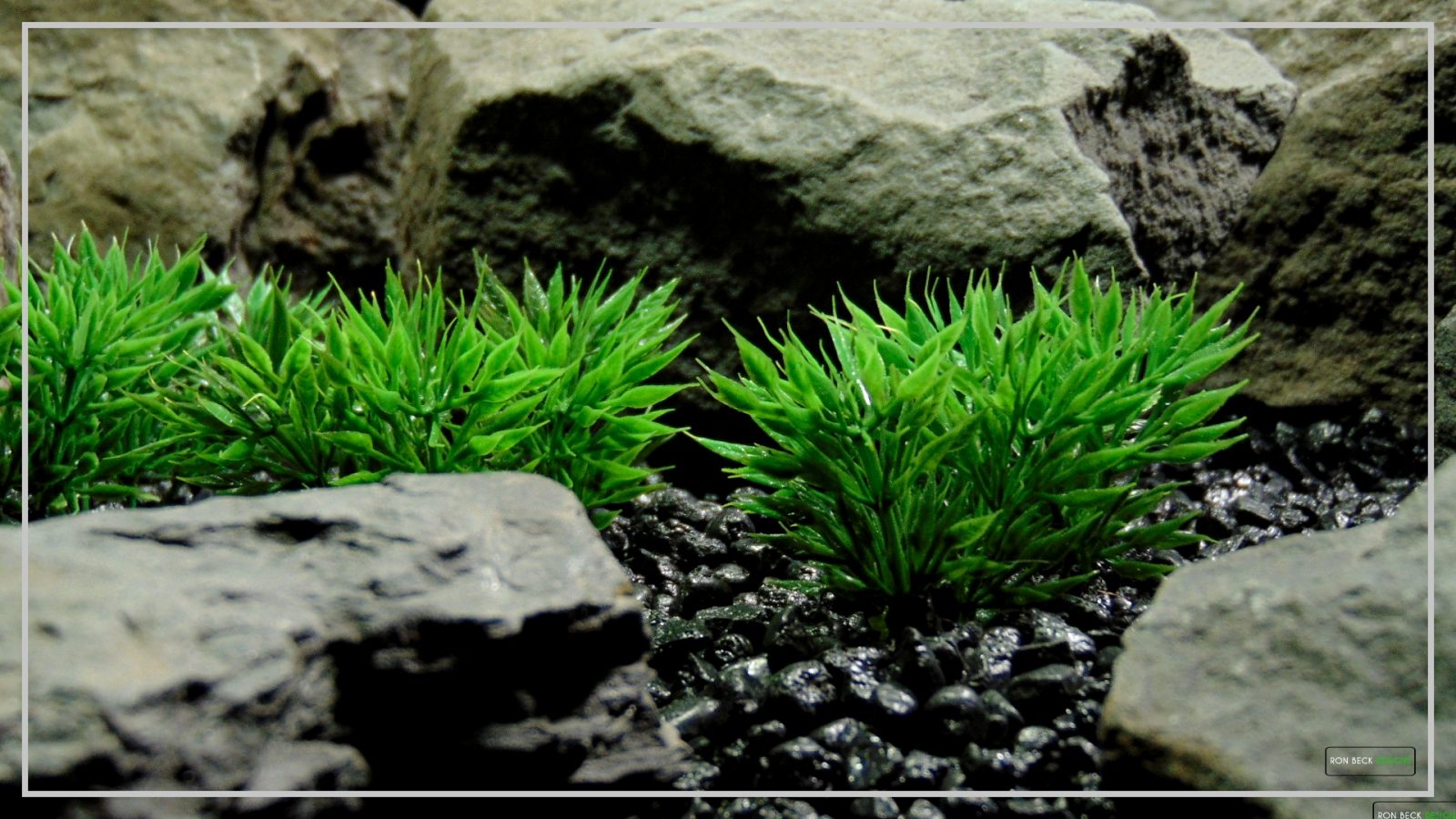 Plastic Aquarium Plants  Turf Grass Plot From Ron Beck Designs.