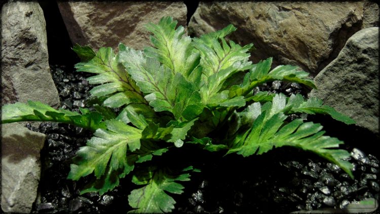 Artificial Silk Bracken Fern - Reptile Habitat Plant srp396 3