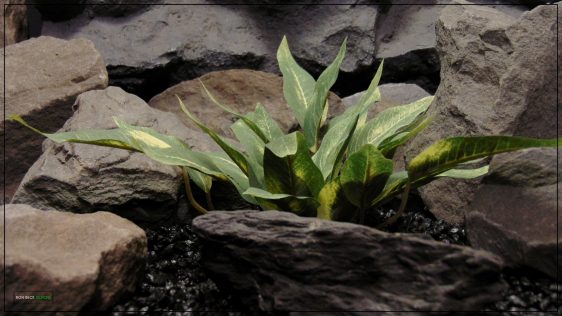 Artificial Silk Reptile Terrarium Plant - Ron Beck Designs srp400
