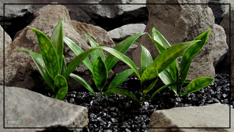 Artificial Bay Leaf Plot - Artificial Reptile Terrarium Plants PRP411 - 2