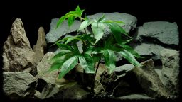 Artificial Canibus Plant - Silk Reptile Terrarium Plant - SRP405