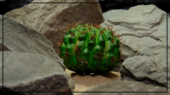 Artificial Green Barrel Cactus - Reptile Desert Plants