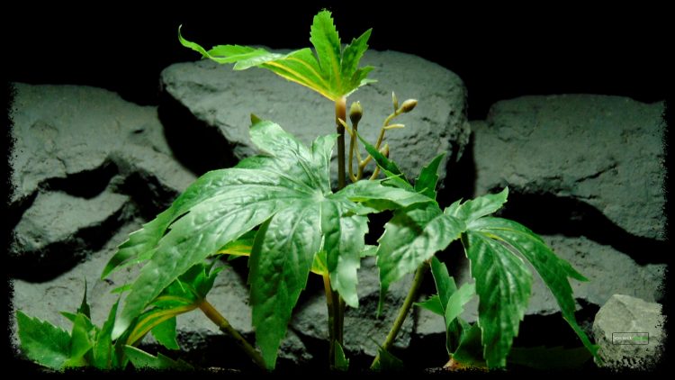 Artificial Marijuana Plant - Reptile Terrarium Plant - SRP404 2 3