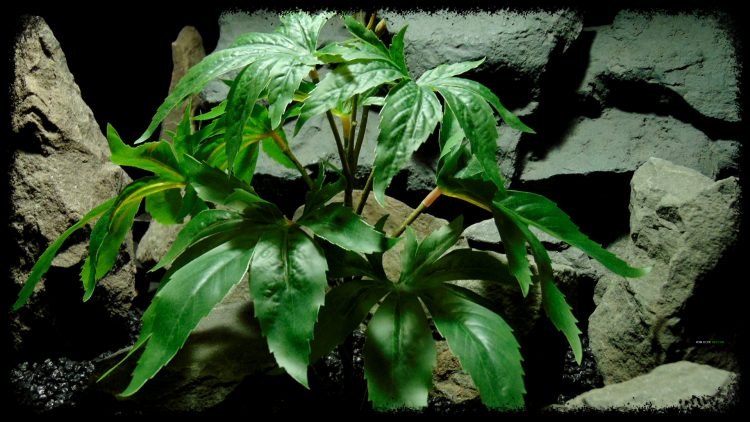 Artificial Marijuana Plant - Reptile Terrarium Plant - SRP404 2 4