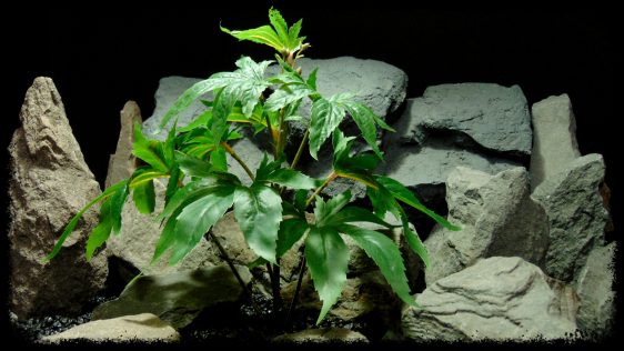 Artificial Marijuana Plant - Reptile Terrarium Plant - SRP404 2