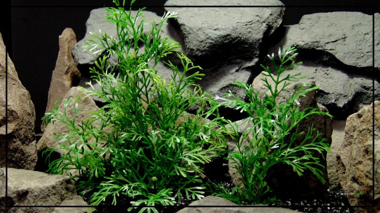 Artificial Dill Plants - Artificial Reptile Terrarium Plants PRP418 2