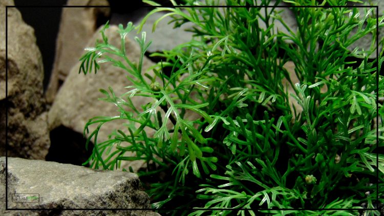 Artificial Dill Plants - Artificial Reptile Terrarium Plants PRP418 3