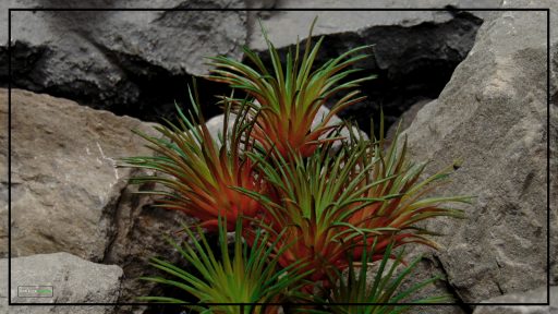 Artificial Tillandisa (Red) - Artificial Desert Reptile Decor Plant prs421 3