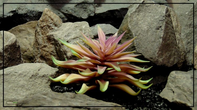 Artificial Echeveria (Plum Green) – Reptile Habitat Plant Succulent 2 prp425