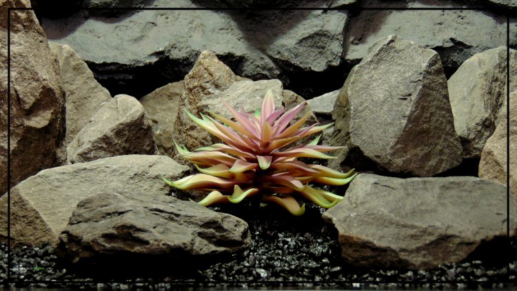 Artificial Echeveria (Plum Green) – Reptile Habitat Plant Succulent prp425