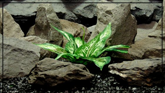Artificial Silk Green Cream Leaves - Reptile Decor Artificial Plant srp424