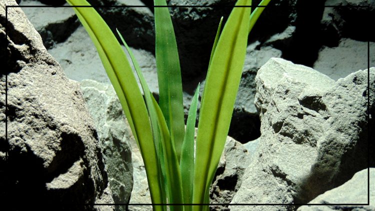 Artificial Yucca Grass - Aquarium Plant or Reptile Enclosure - parp426 3