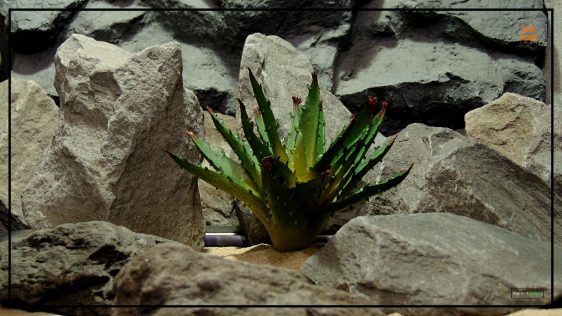 Artificial Agave Succulent - Desert Reptile Plant - prs430.jpg 2