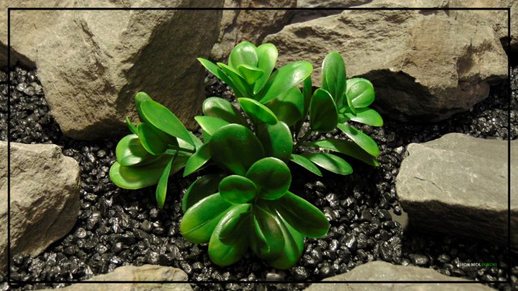 Artificial Crassula - Green - Reptile Terrarium Plant - PRP434 3
